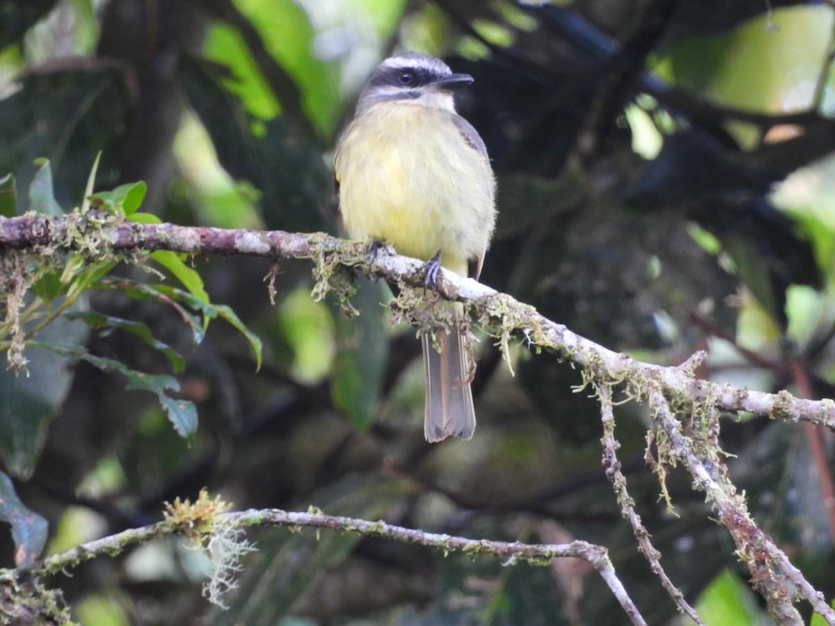 Golden-bellied Flycatcher - ML643441015