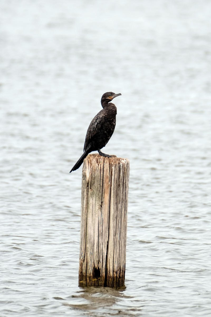 Neotropic Cormorant - ML643441022