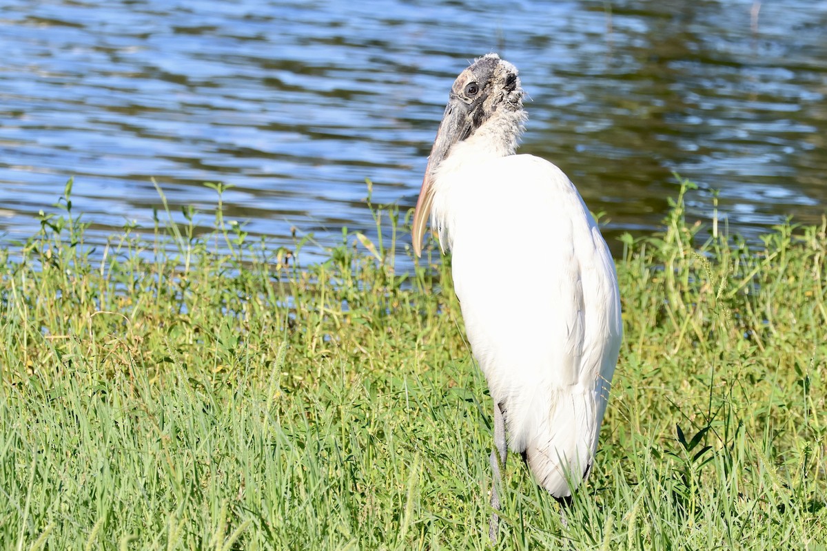 Wood Stork - ML643441023