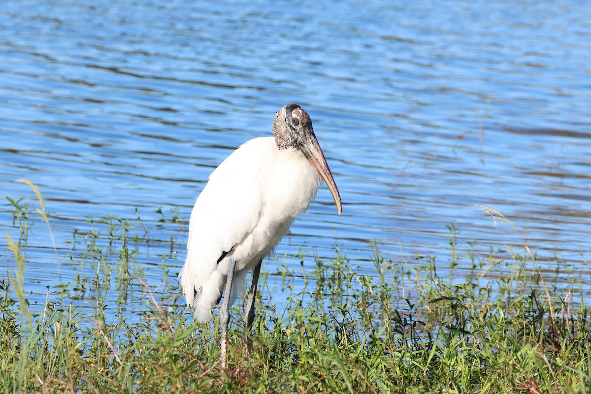 Wood Stork - ML643441024