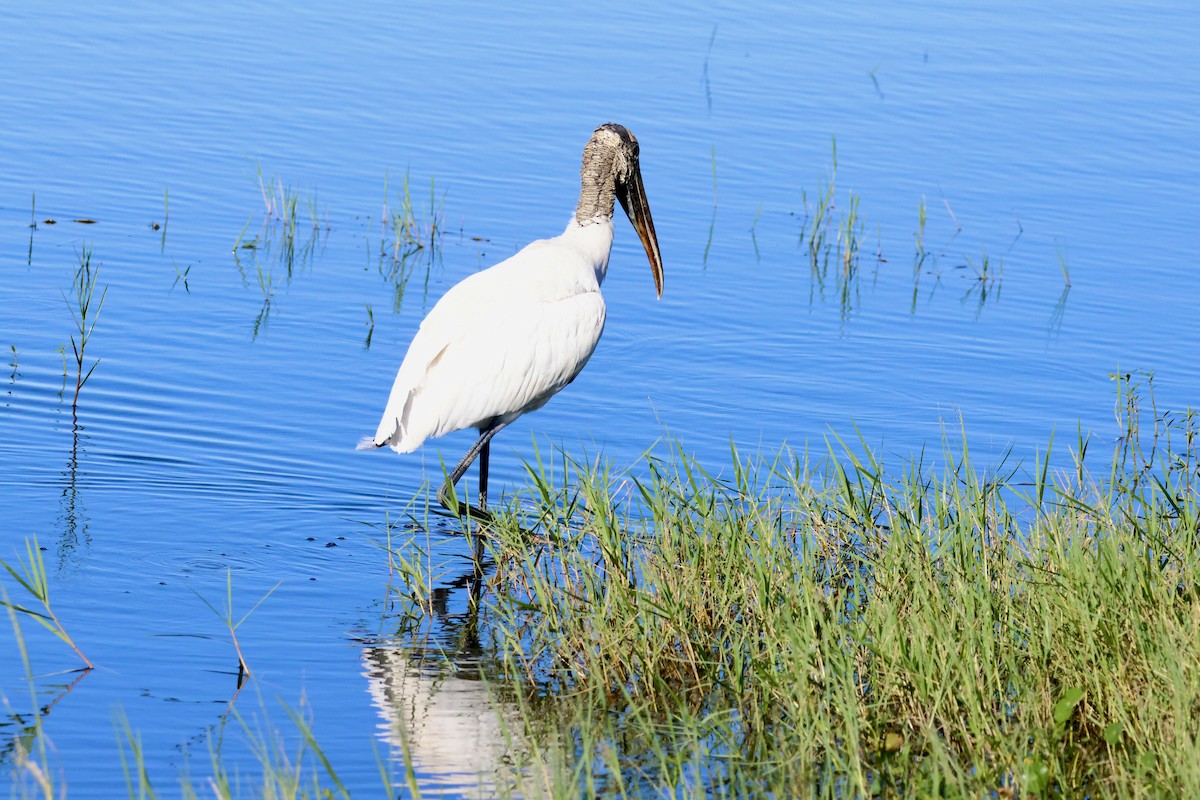 Wood Stork - ML643441025