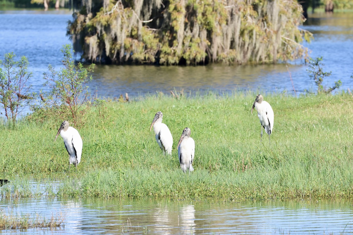 Wood Stork - ML643441026