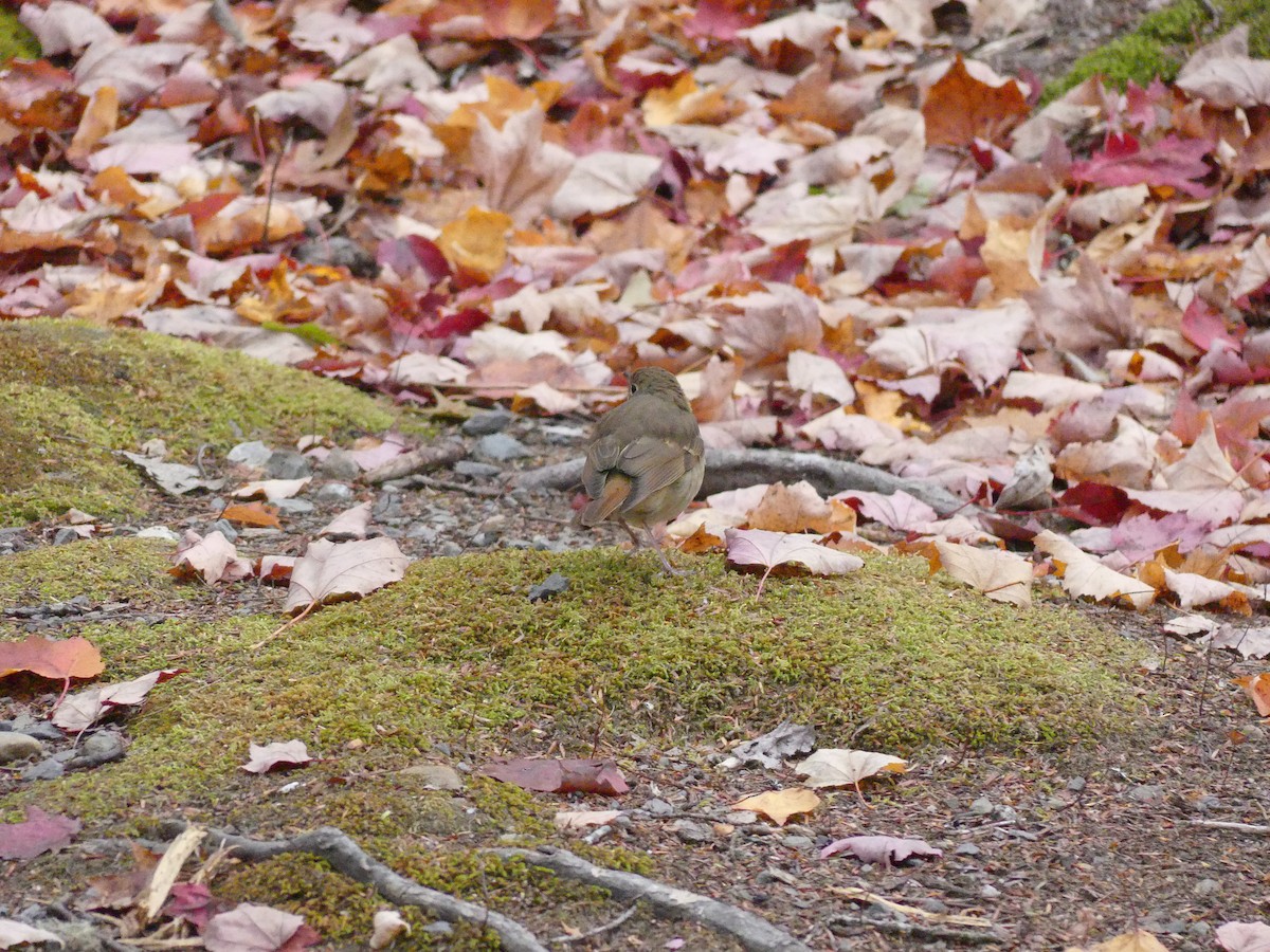 Hermit Thrush - ML643441027