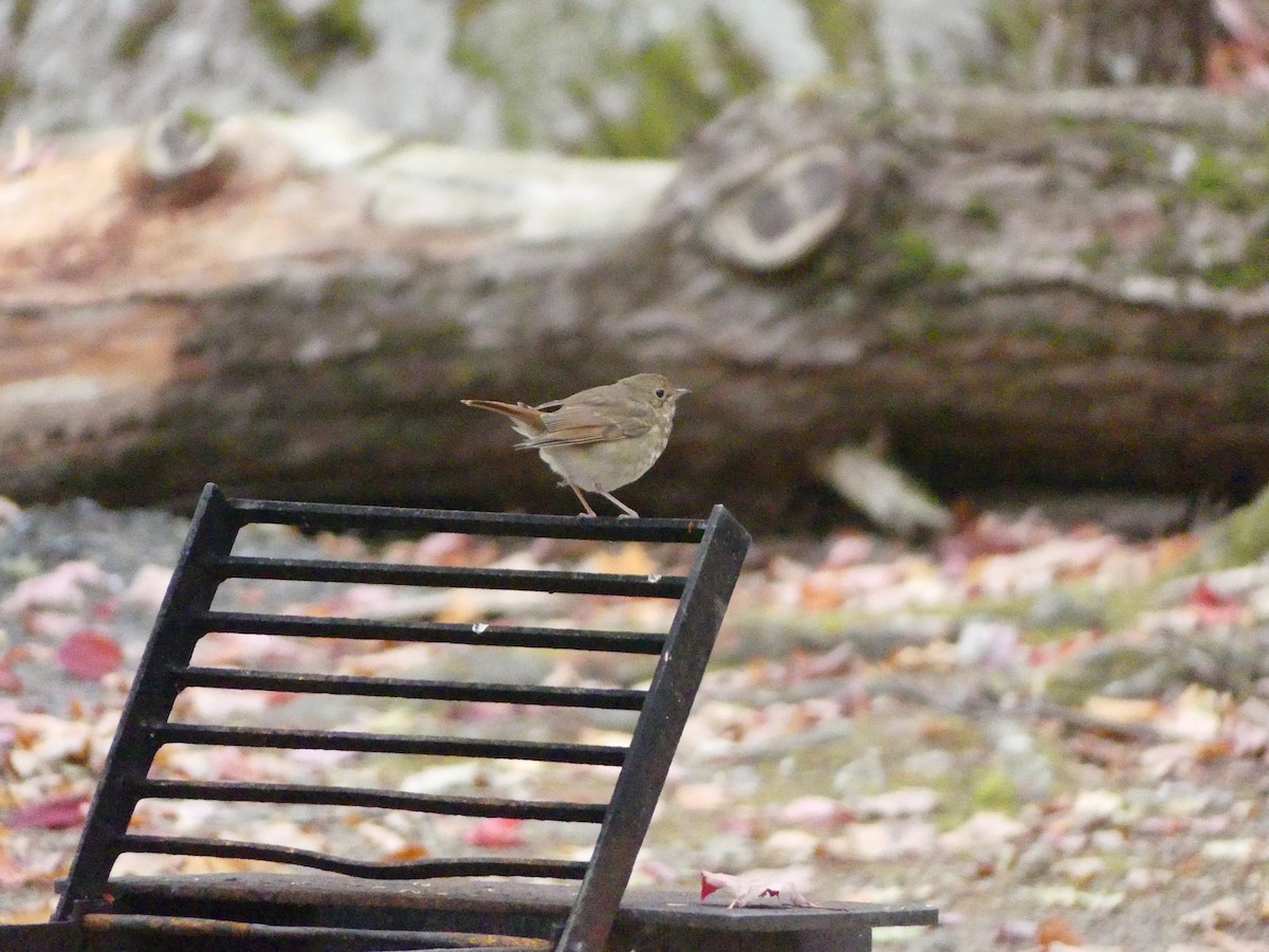 Hermit Thrush - ML643441028