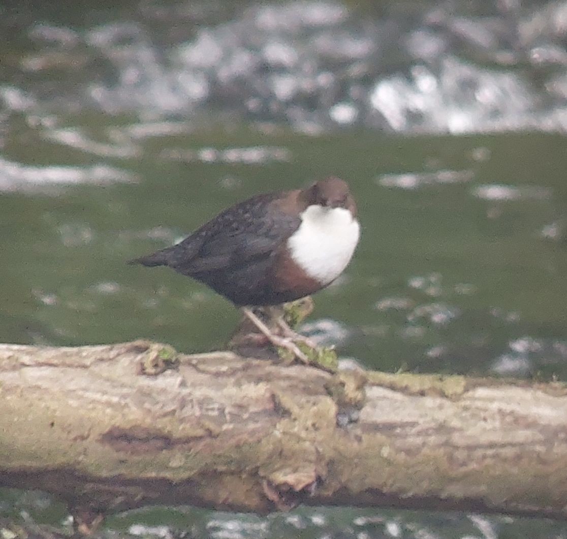 White-throated Dipper - ML643441030