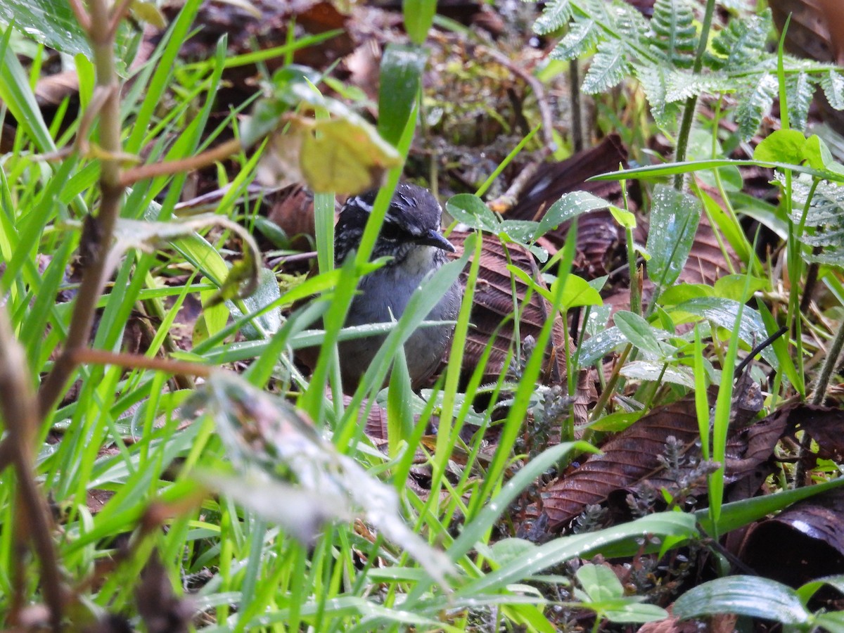 Gray-breasted Wood-Wren - ML643441039