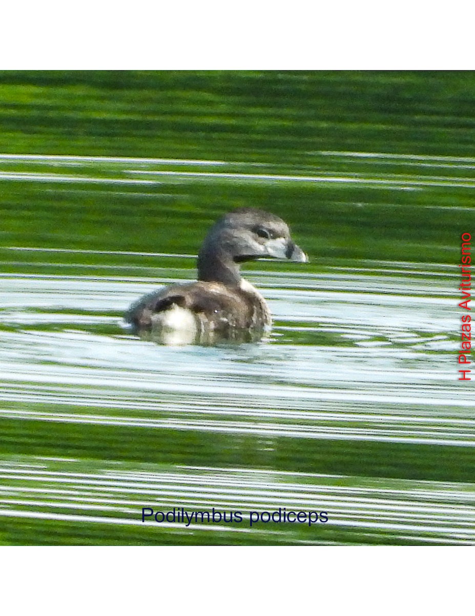Pied-billed Grebe - ML643441052
