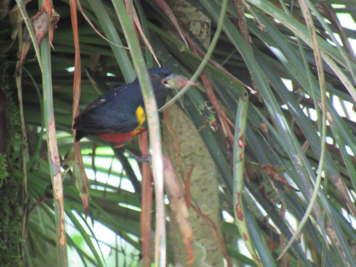 Chestnut-bellied Euphonia - ML643441062