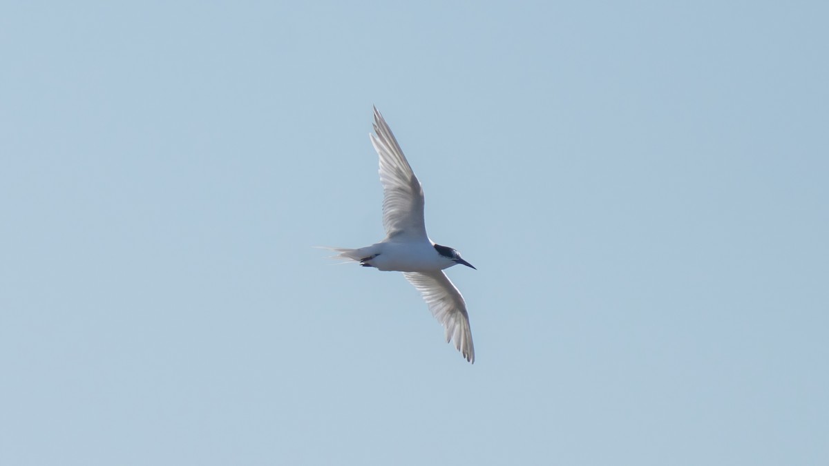 Roseate Tern - ML643441076