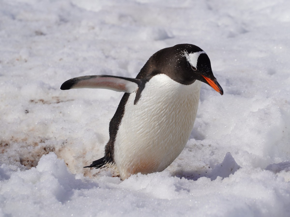 Gentoo Penguin - ML643441082