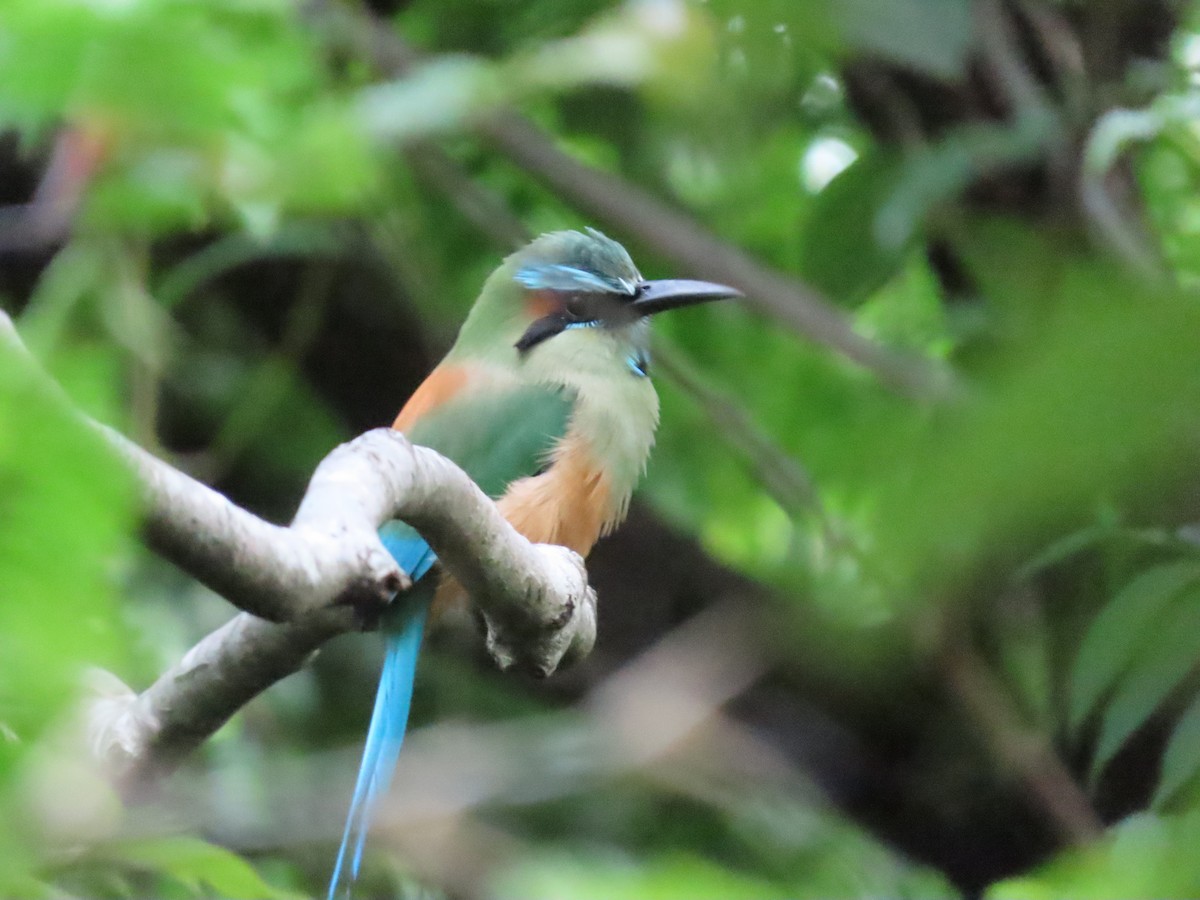 Turquoise-browed Motmot - ML643441107