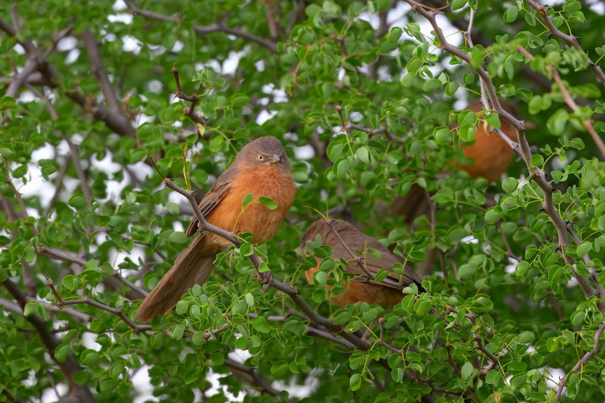 Rufous Chatterer - ML643441108