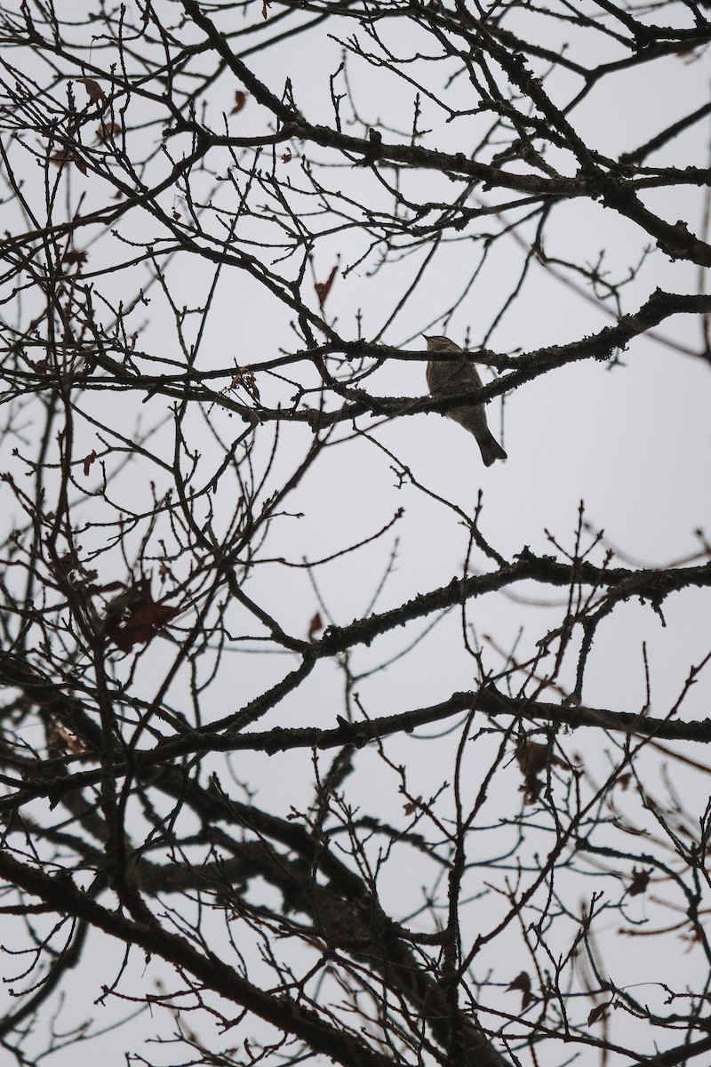 Yellow-rumped Warbler - ML643441121