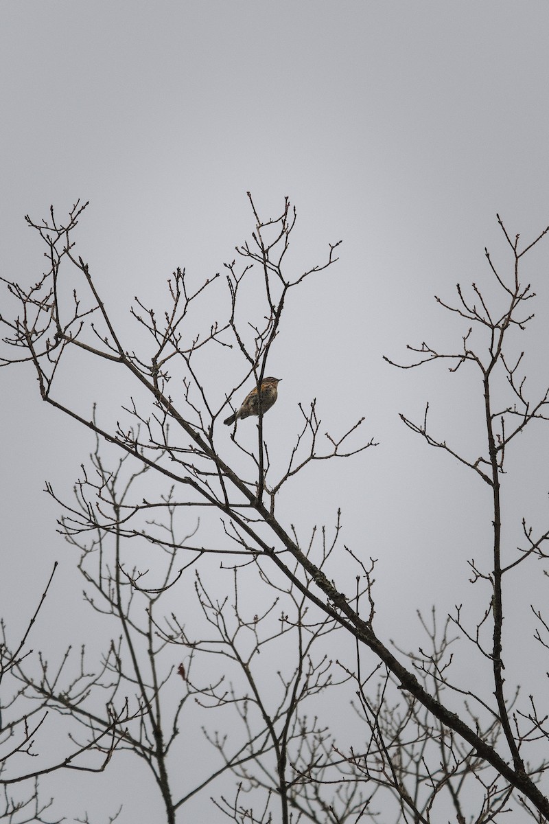 Yellow-rumped Warbler - ML643441122