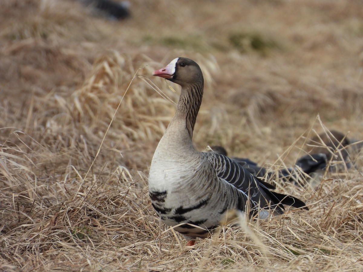 Oca lombardella - ML643441126