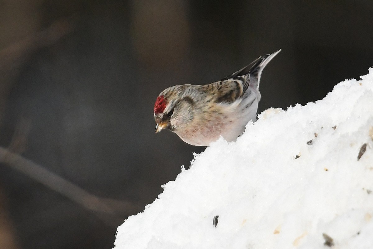 Redpoll (exilipes) - ML643441127
