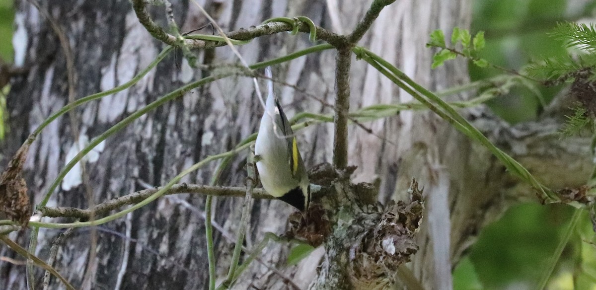 Golden-winged Warbler - ML643441128