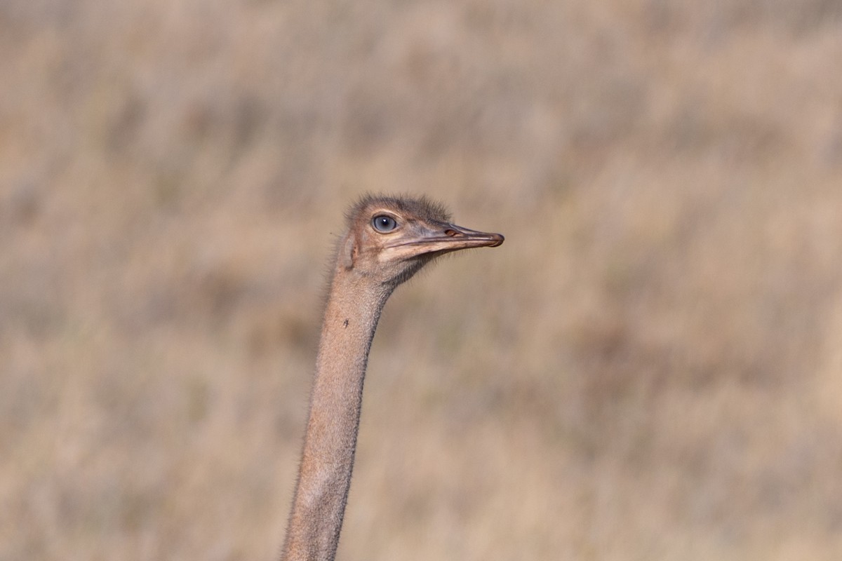 Somali Ostrich - ML643441129
