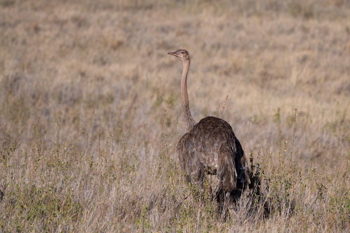 Somali Ostrich - ML643441130