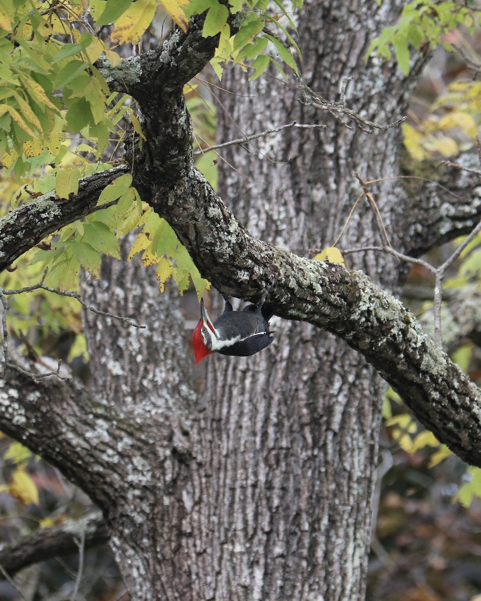 Pileated Woodpecker - ML643441131