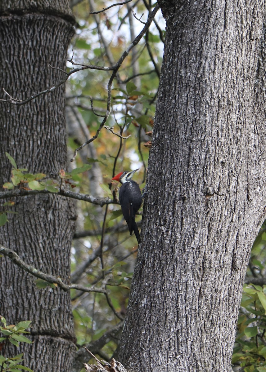 Pileated Woodpecker - ML643441132