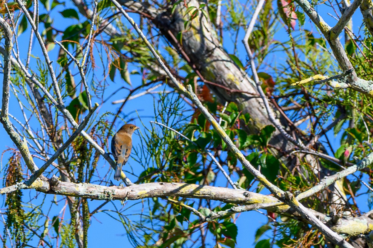 Indigo Bunting - ML643441133