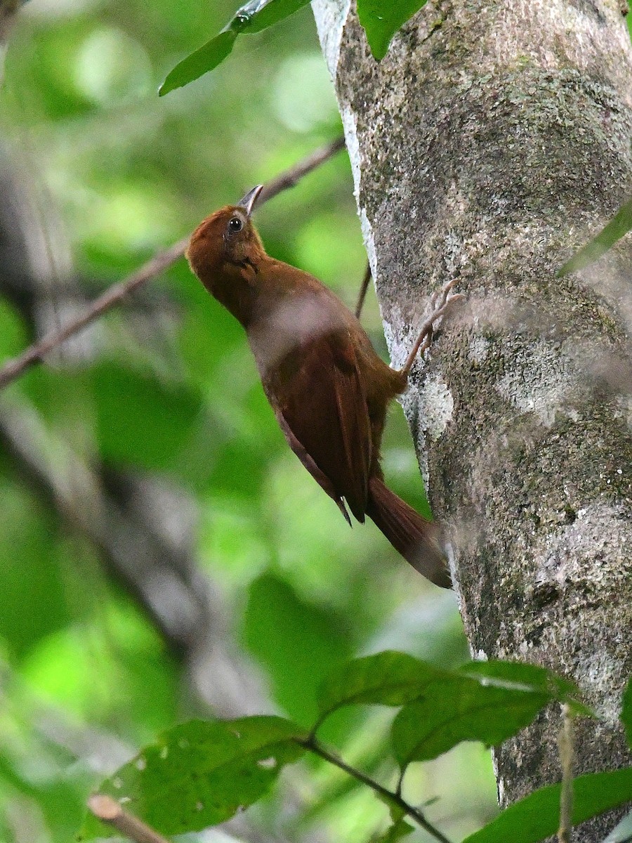Ruddy Woodcreeper - ML643441134