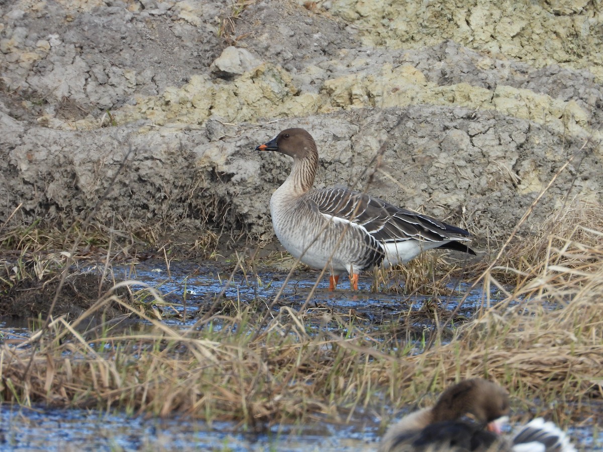 Oca granaiola della tundra - ML643441144