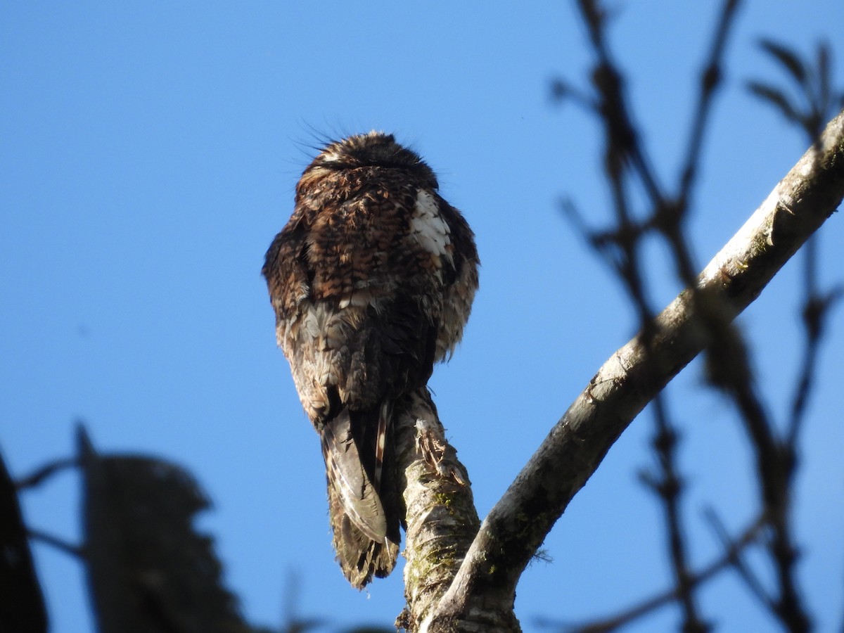 Andean Potoo - ML643441147