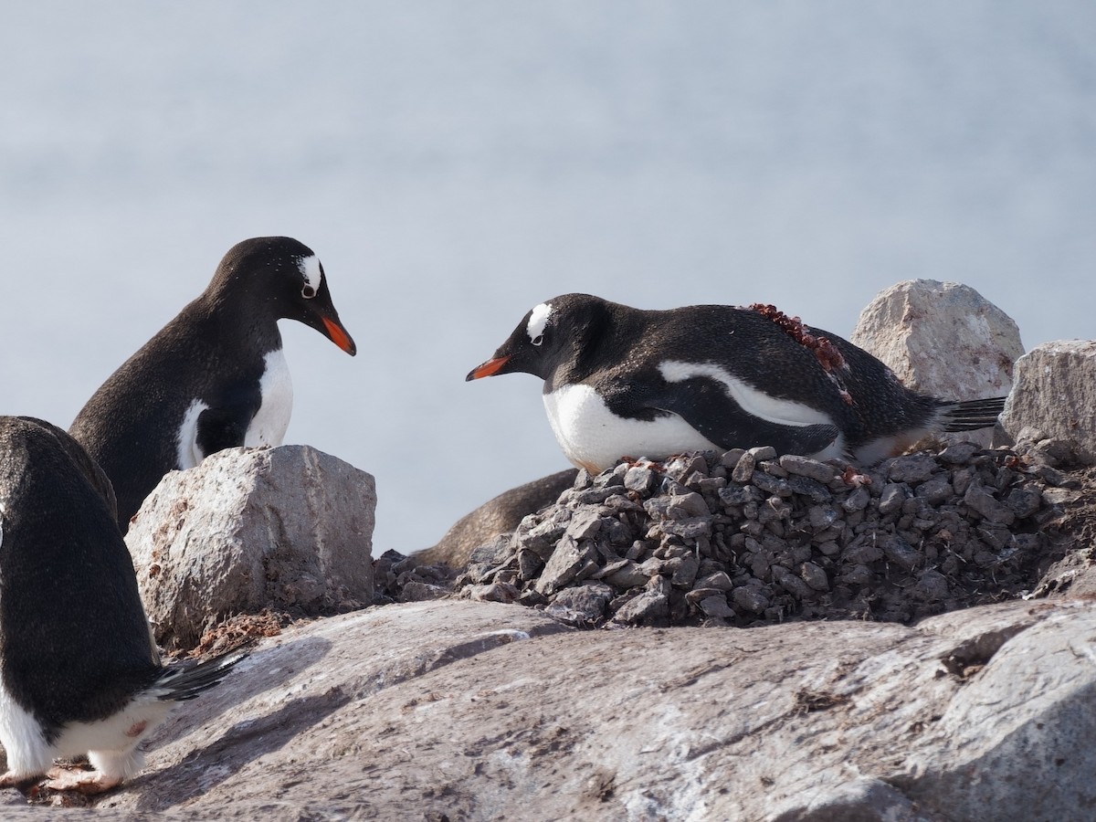 Gentoo Penguin - ML643441149