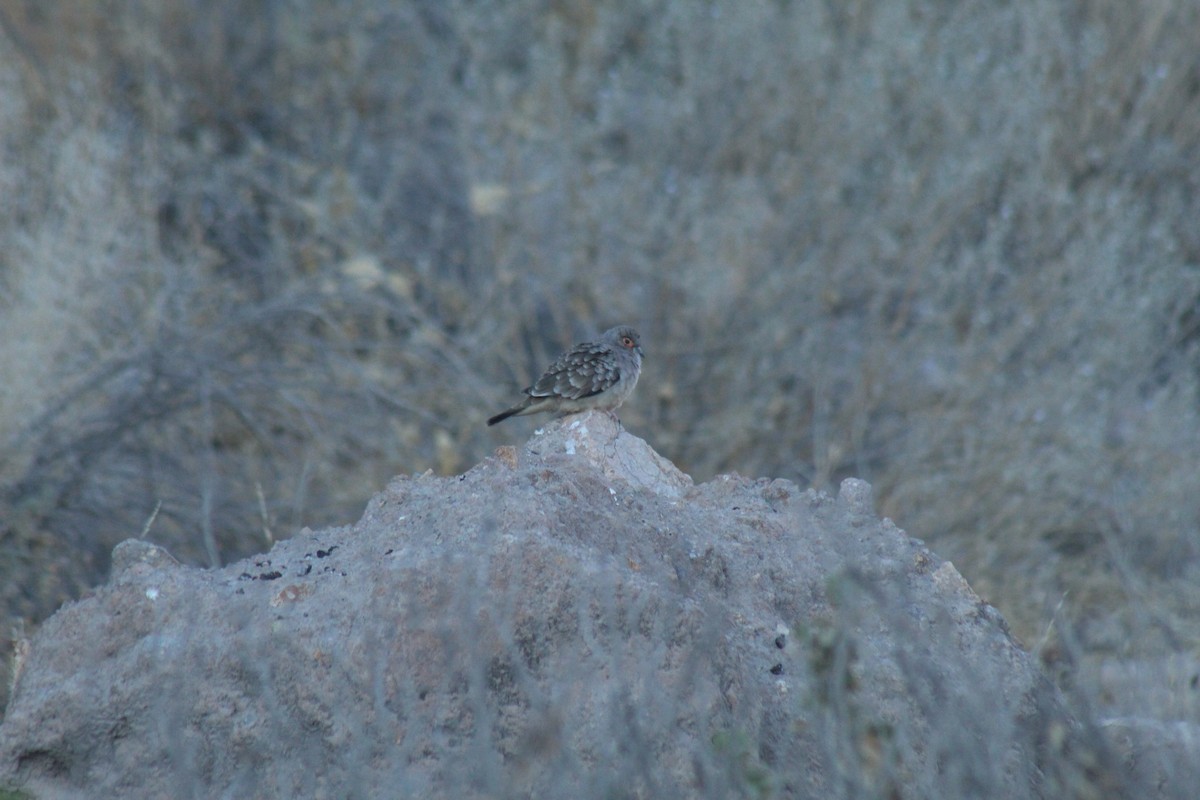 Bare-faced Ground Dove - ML643441151