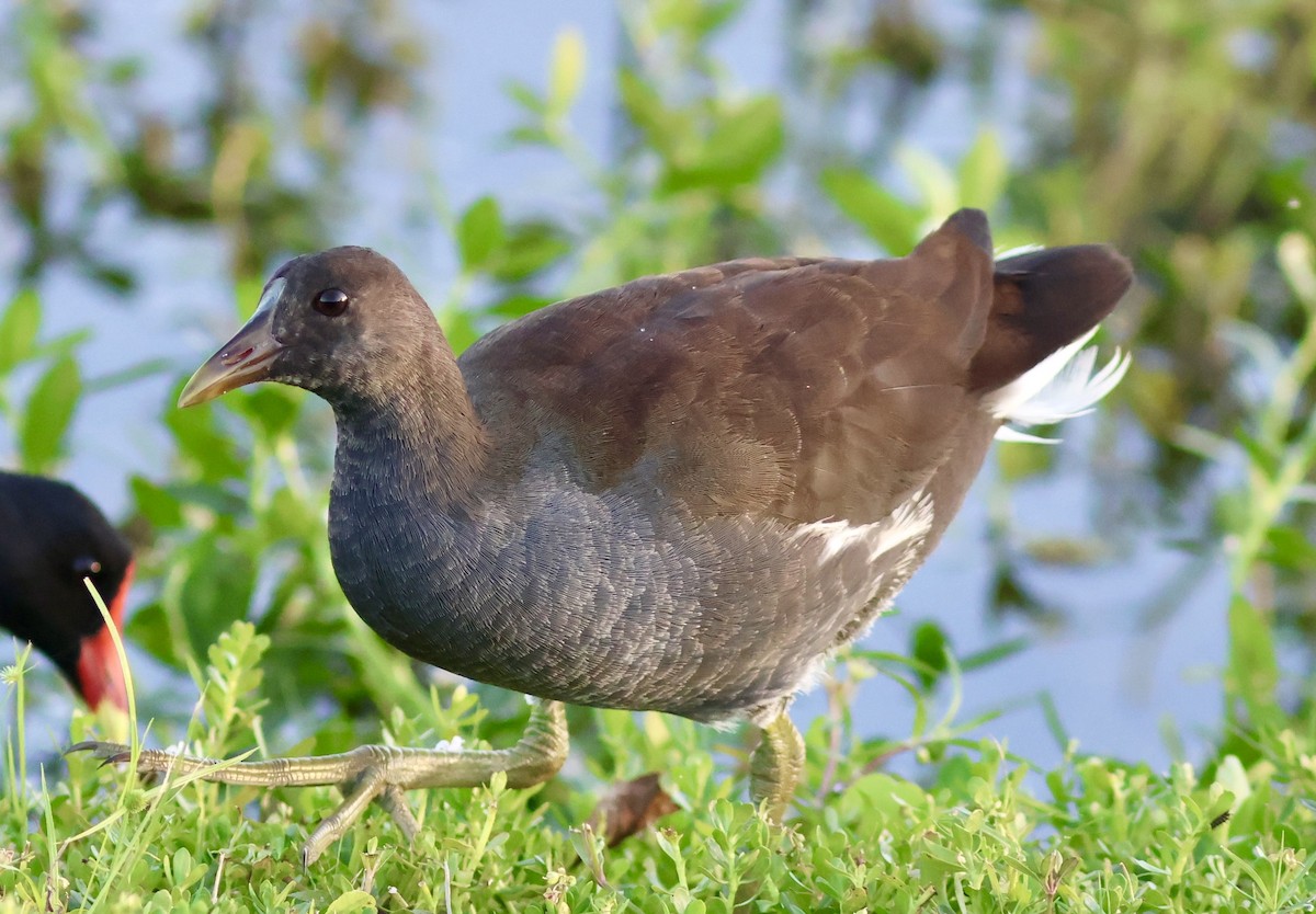 Common Gallinule - ML643441152