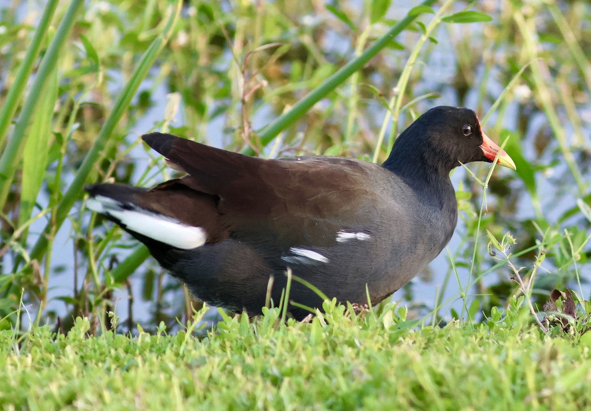 Common Gallinule - ML643441153