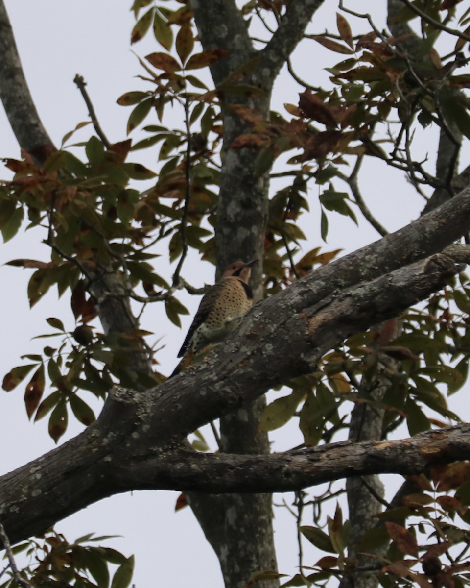 Northern Flicker - ML643441156