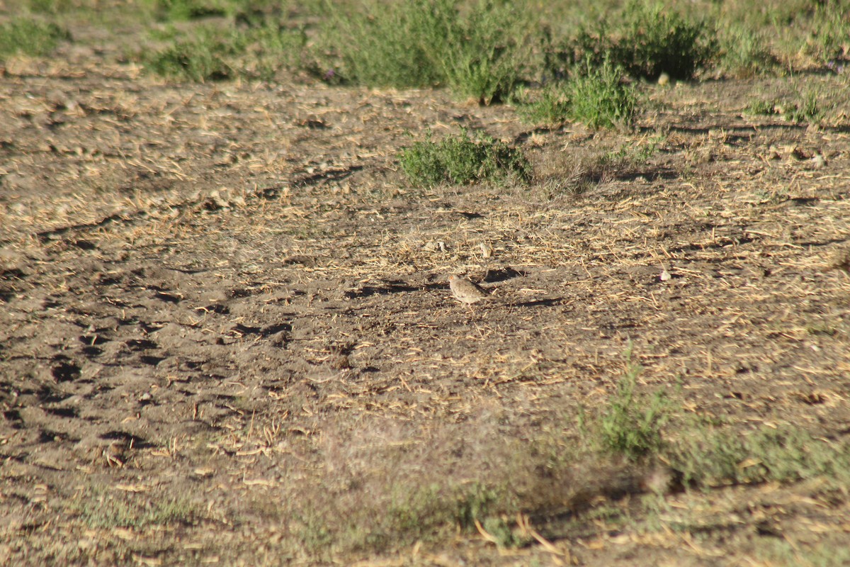 Bare-faced Ground Dove - ML643441158