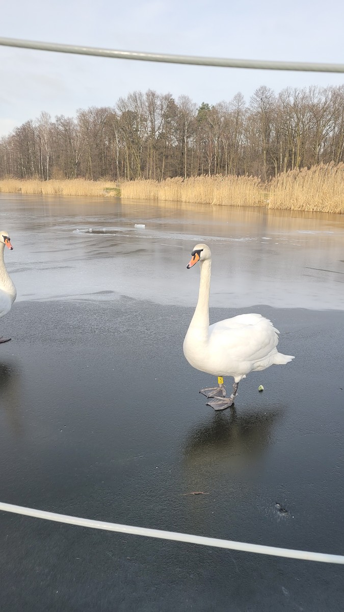 Mute Swan - ML643441172