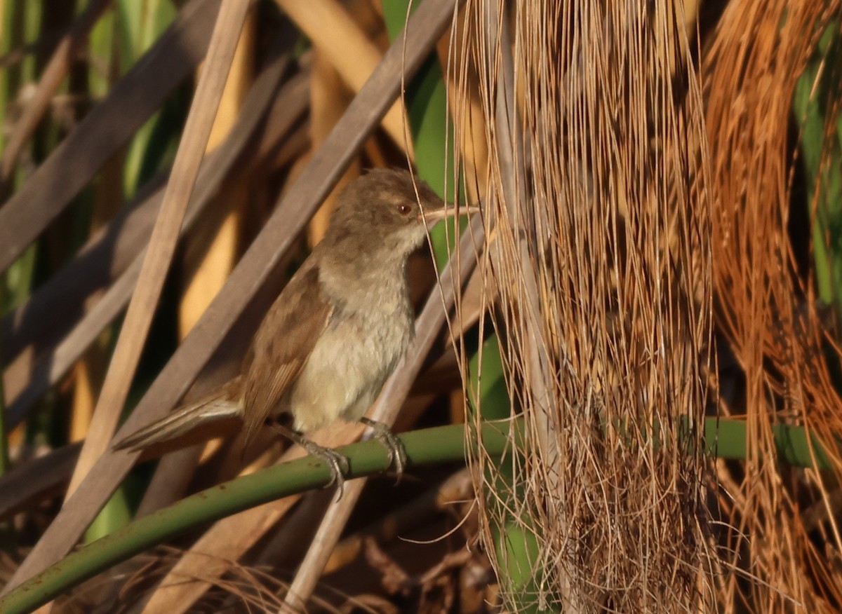 Greater Swamp Warbler - ML643441176