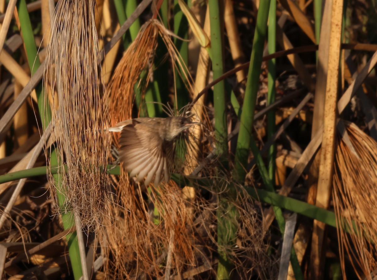Greater Swamp Warbler - ML643441177