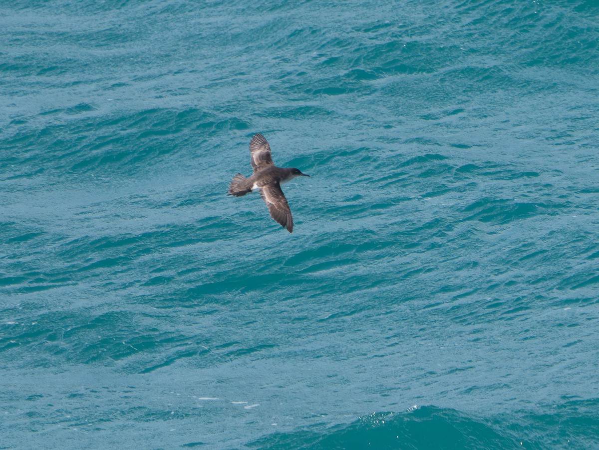 Fluttering Shearwater - ML643441178