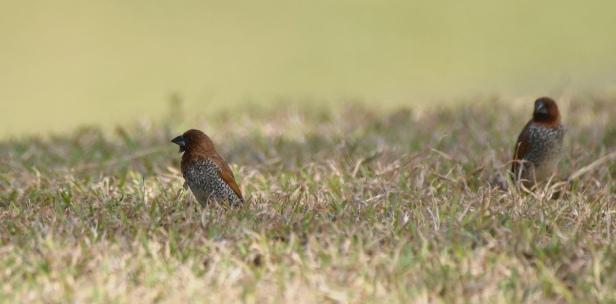 Scaly-breasted Munia - ML643441180