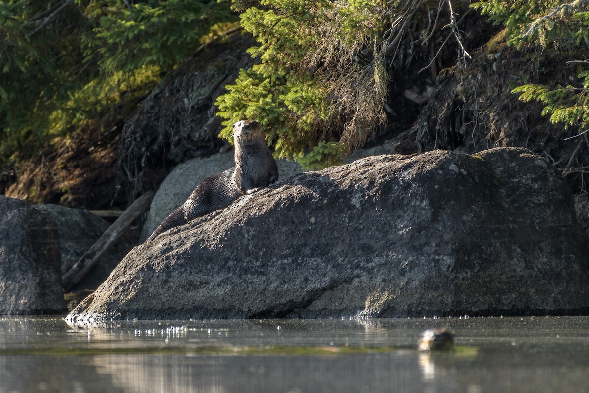 North American River Otter - ML643441188
