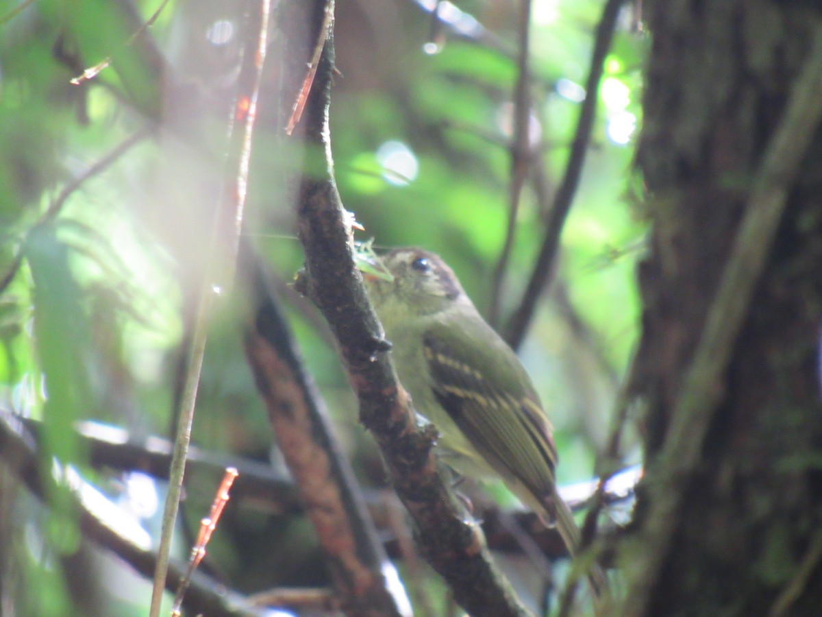 Sepia-capped Flycatcher - ML643441189