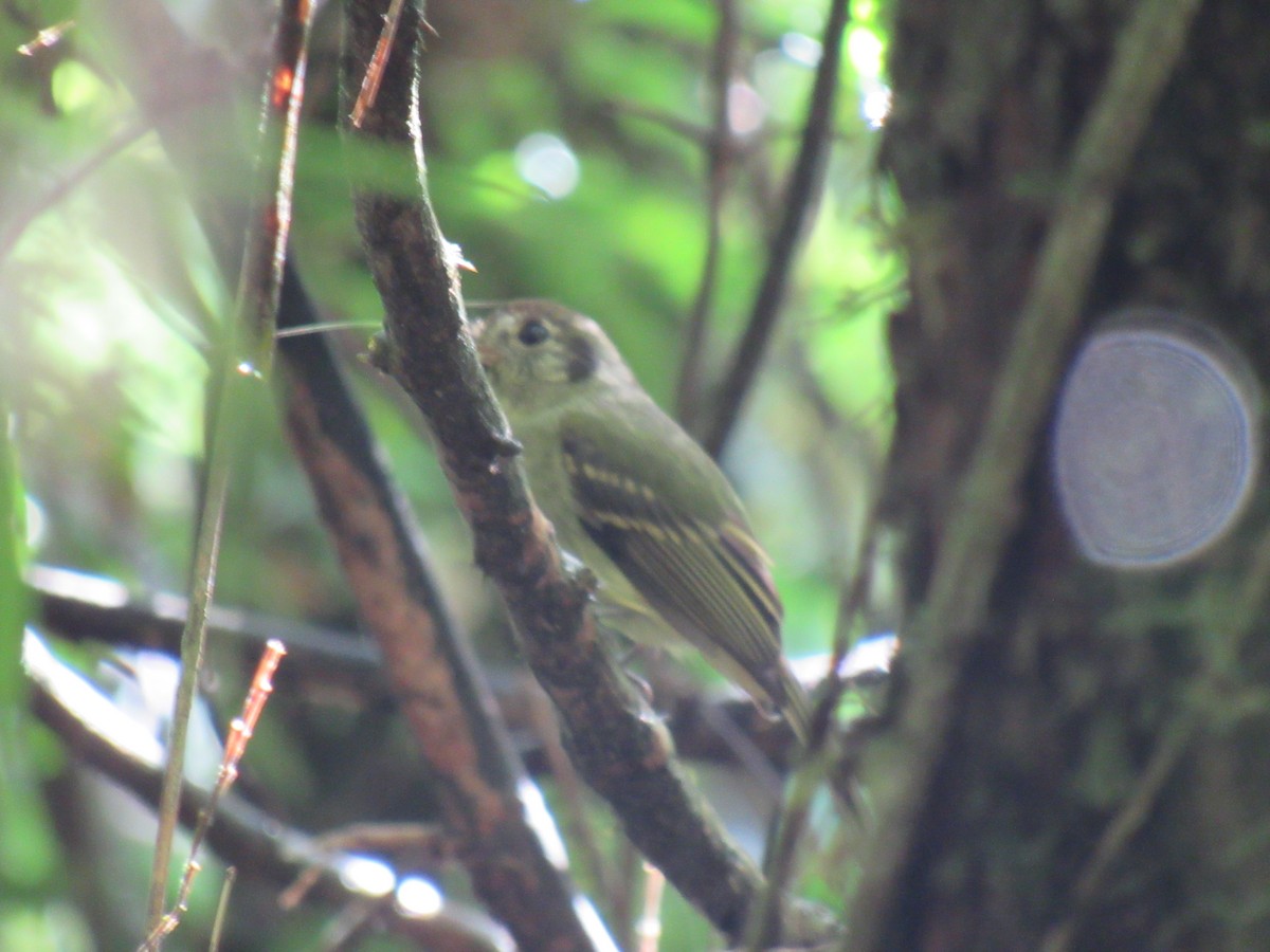 Sepia-capped Flycatcher - ML643441190