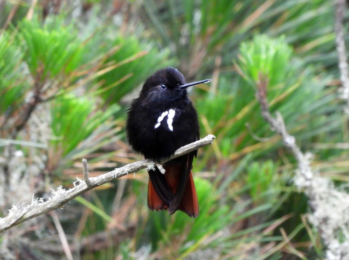 Black-hooded Sunbeam - ML643441192