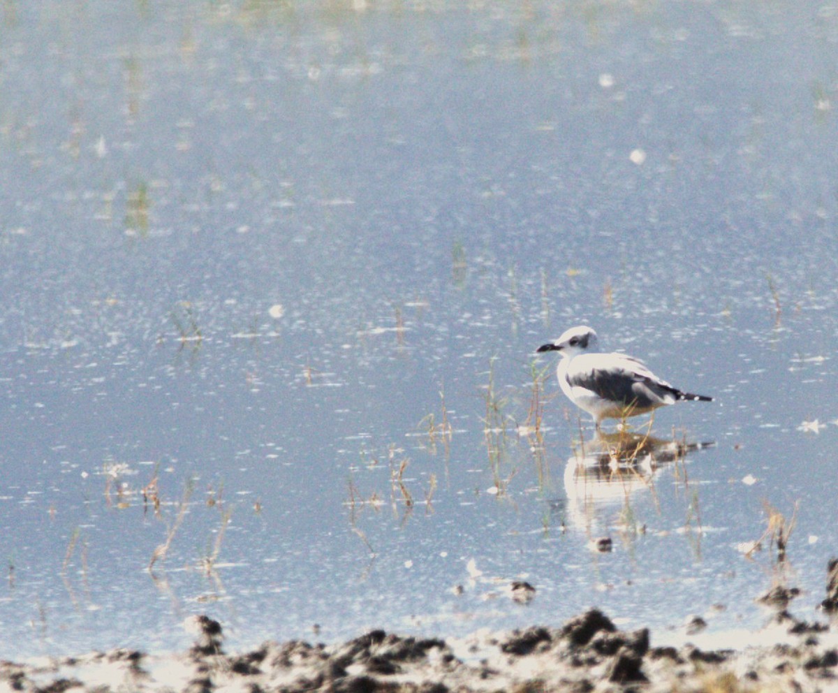 Laughing Gull - ML643441228