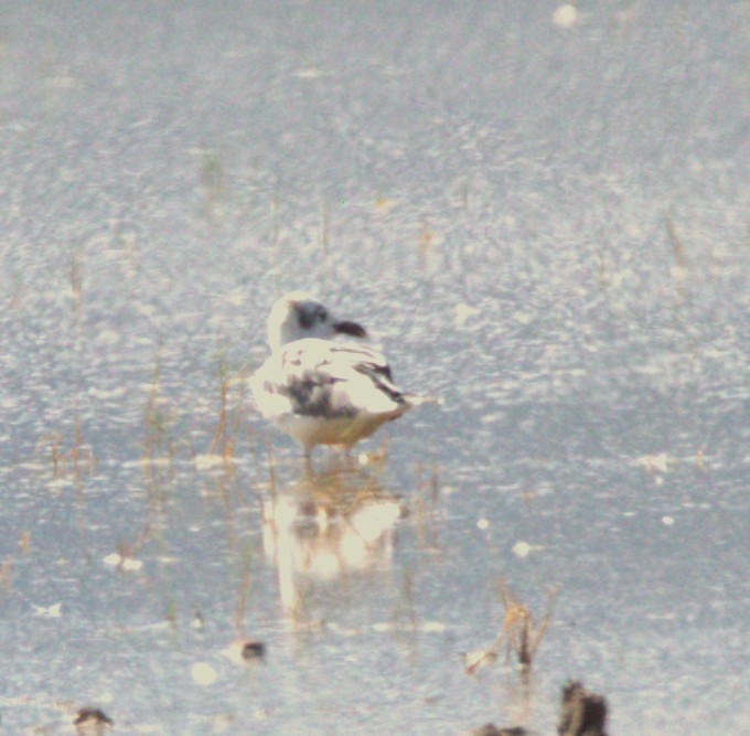 Laughing Gull - ML643441229