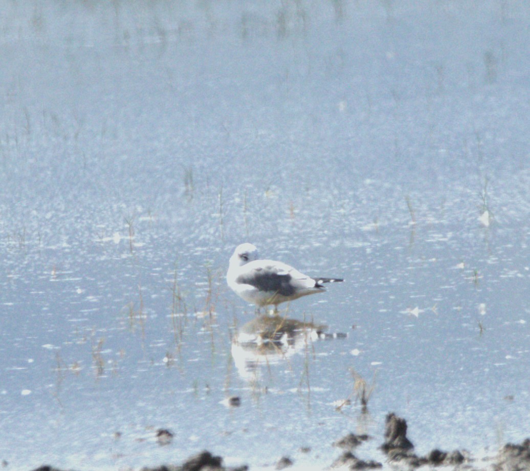 Laughing Gull - ML643441230