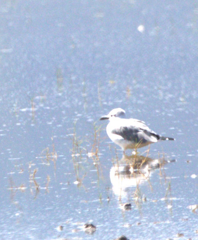 Laughing Gull - ML643441232