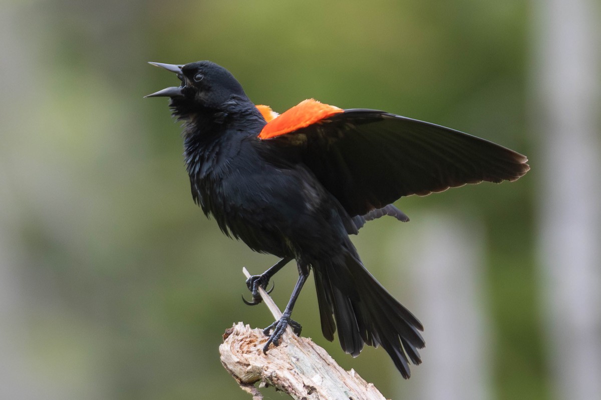 Red-winged Blackbird - ML643441237