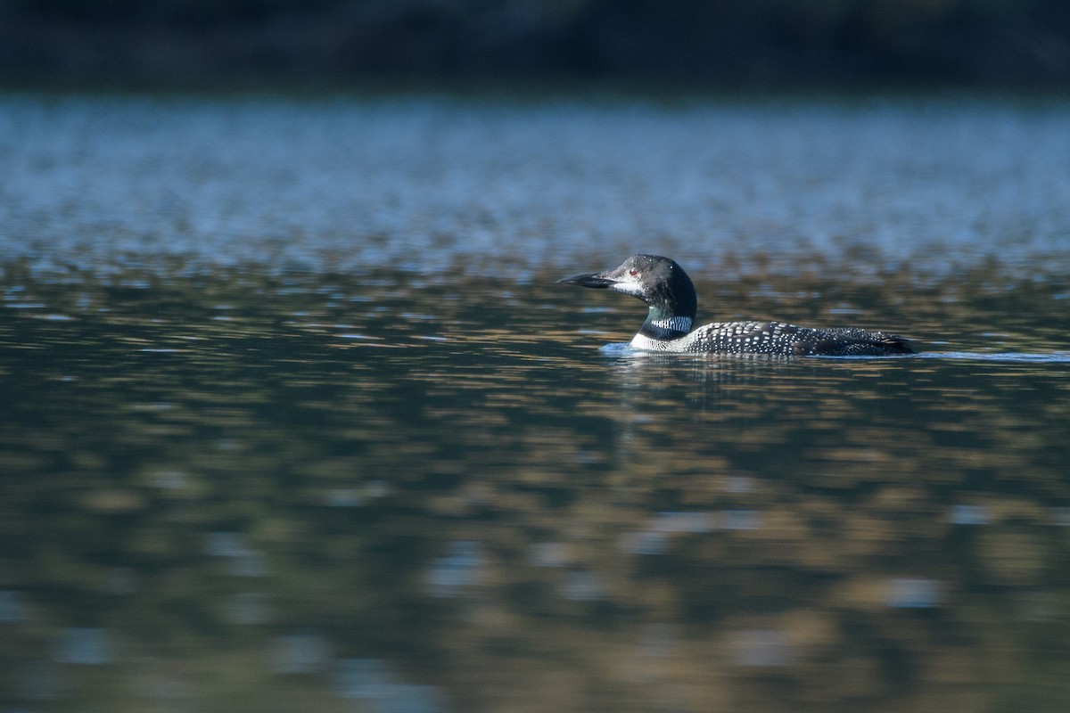 Common Loon - ML643441239